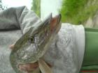 foto/diskuze/z_lovu/2009/th-img24390.jpg