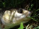 foto/diskuze/z_lovu/2009/th-img24484.jpg