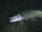 foto/diskuze/z_lovu/2009/th-img24660.jpg