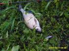 foto/diskuze/z_lovu/2009/th-img24697.jpg