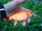 foto/diskuze/z_lovu/2009/th-img24825.jpg