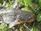 foto/diskuze/z_lovu/2009/th-img24855.jpg