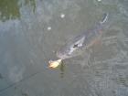 foto/diskuze/z_lovu/2009/th-img24867.jpg
