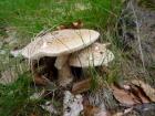 foto/diskuze/z_lovu/2009/th-img25106.jpg