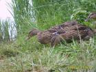 foto/diskuze/z_lovu/2009/th-img25219.jpg