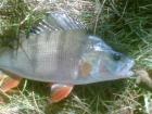 foto/diskuze/z_lovu/2009/th-img26254.jpg