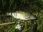 foto/diskuze/z_lovu/2009/th-img26476.jpg