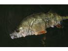 foto/diskuze/z_lovu/2009/th-img26656.jpg