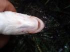 foto/diskuze/z_lovu/2009/th-img26735.jpg