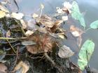 foto/diskuze/z_lovu/2009/th-img26894.jpg