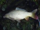 foto/diskuze/z_lovu/2009/th-img27122.jpg