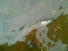 foto/diskuze/z_lovu/2009/th-img27231.jpg