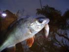 foto/diskuze/z_lovu/2009/th-img27576.jpg