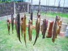 foto/diskuze/z_lovu/2009/th-img28828.jpg