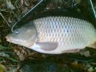 foto/diskuze/z_lovu/2009/th-img28913.jpg
