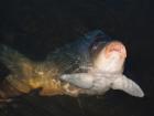 foto/diskuze/z_lovu/2009/th-img29254.jpg