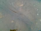 foto/diskuze/z_lovu/2009/th-img29430.jpg