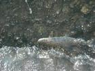 foto/diskuze/z_lovu/2009/th-img29672.jpg