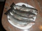 foto/diskuze/z_lovu/2009/th-img29980.jpg