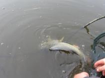 foto/diskuze/z_lovu/2010/th-img32578.jpg