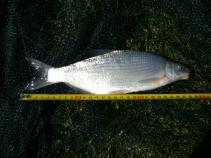 foto/diskuze/z_lovu/2010/th-img32622.jpg
