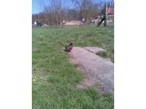 foto/diskuze/z_lovu/2010/th-img32678.jpg