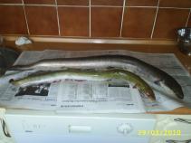 foto/diskuze/z_lovu/2010/th-img32792.jpg