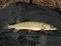 foto/diskuze/z_lovu/2010/th-img32843.jpg