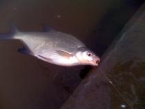 foto/diskuze/z_lovu/2010/th-img33048.jpg