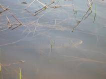 foto/diskuze/z_lovu/2010/th-img33188.jpg