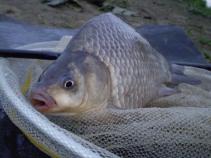 foto/diskuze/z_lovu/2010/th-img33238.jpg