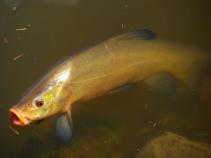 foto/diskuze/z_lovu/2010/th-img33275.jpg