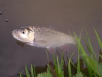 foto/diskuze/z_lovu/2010/th-img33486.jpg