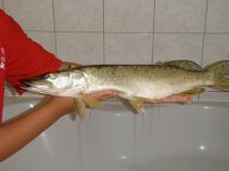 foto/diskuze/z_lovu/2010/th-img33653.jpg