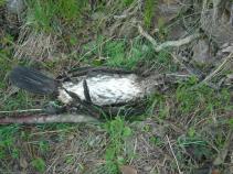 foto/diskuze/z_lovu/2010/th-img33705.jpg