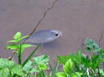 foto/diskuze/z_lovu/2010/th-img33715.jpg