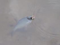 foto/diskuze/z_lovu/2010/th-img33716.jpg