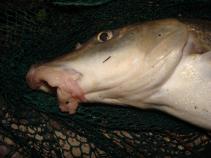 foto/diskuze/z_lovu/2010/th-img33722.jpg