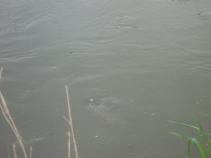 foto/diskuze/z_lovu/2010/th-img33802.jpg