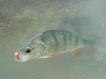 foto/diskuze/z_lovu/2010/th-img33874.jpg