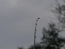 foto/diskuze/z_lovu/2010/th-img33879.jpg