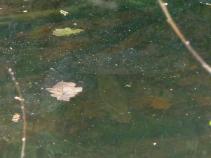 foto/diskuze/z_lovu/2010/th-img34364.jpg