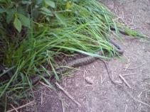 foto/diskuze/z_lovu/2010/th-img34435.jpg