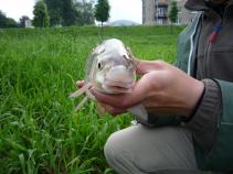 foto/diskuze/z_lovu/2010/th-img34577.jpg