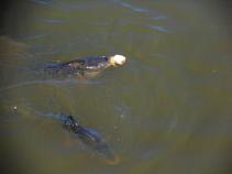 foto/diskuze/z_lovu/2010/th-img34765.jpg