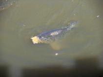foto/diskuze/z_lovu/2010/th-img34766.jpg