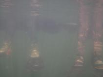 foto/diskuze/z_lovu/2010/th-img34785.jpg
