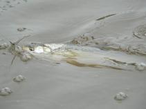 foto/diskuze/z_lovu/2010/th-img35174.jpg