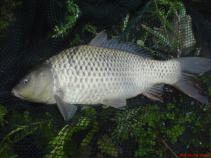 foto/diskuze/z_lovu/2010/th-img35263.jpg