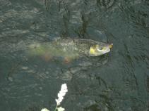 foto/diskuze/z_lovu/2010/th-img35447.jpg